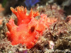 Plocamopherus imperialis