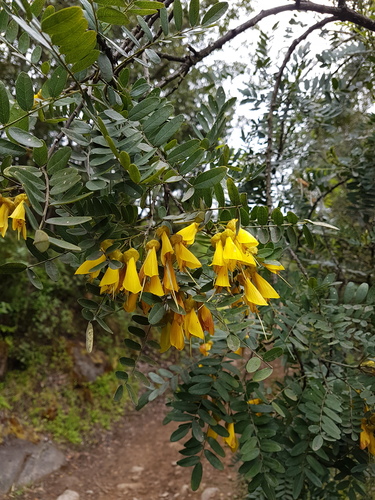 Sophora macrocarpa Sm.