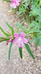 Sidalcea malviflora