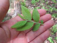 Vaccinium hirsutum