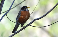 Turdus migratorius