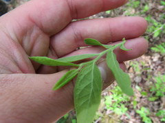Vaccinium hirsutum