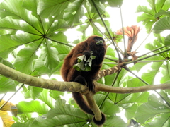 Alouatta guariba