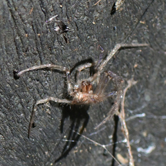 Tegenaria domestica