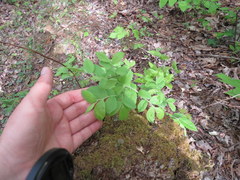 Vaccinium hirsutum