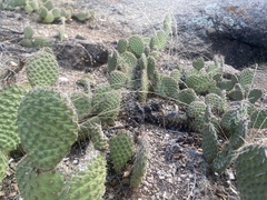 Opuntia polyacantha juniperina