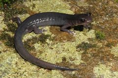Northern Gray-Cheeked Salamander photo 3