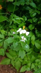 Cardamine angulata