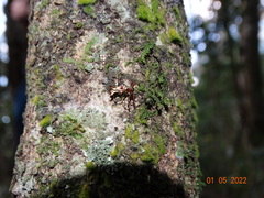 Micrathena nigrichelis