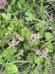 Heuchera pilosissima