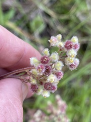 Heuchera pilosissima