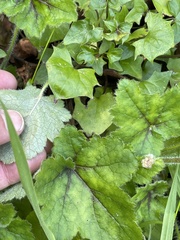 Heuchera pilosissima