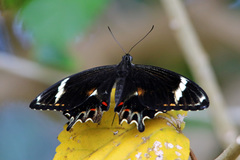 Papilio amynthor