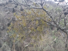 Phoradendron brachystachyum