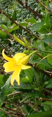 Hemerocallis citrina
