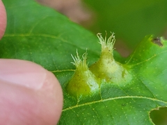 Phylloxera caryaefoliae