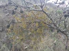 Phoradendron brachystachyum