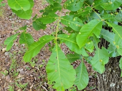Phylloxera caryaefoliae