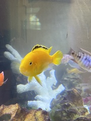 Labidochromis caeruleus