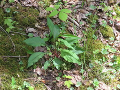 Solidago arguta arguta