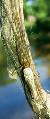 Tetragnatha elongata