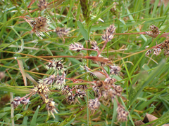 Luzula macrantha