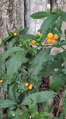 Solanum diphyllum