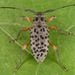 Hyperplatys aspersa - Photo (c) skitterbug, alguns direitos reservados (CC BY), uploaded by skitterbug