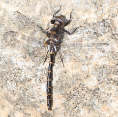 Williamsonia lintneri