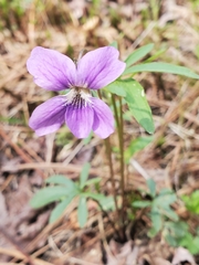 Viola brittoniana
