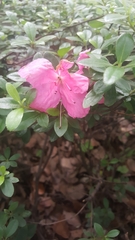 Rhododendron indicum