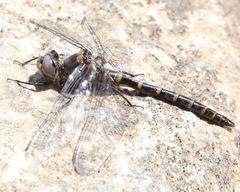 Williamsonia lintneri