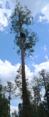 Eucalyptus tasmaniensis