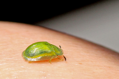 Gratiana boliviana