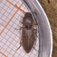 Agriotes mancus