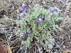 Lupinus kuschei
