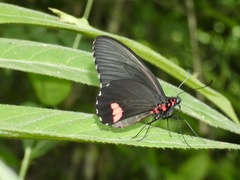 Parides erithalion