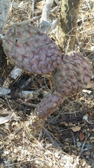 Opuntia decumbens