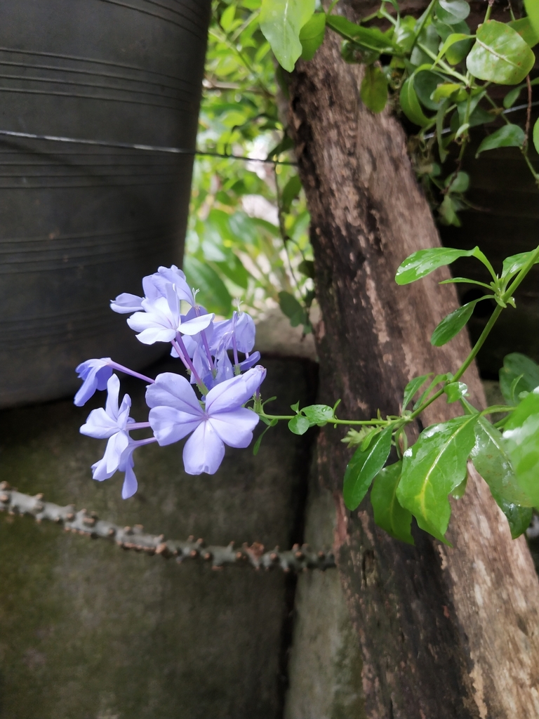 Plumbago auriculata, 3GGF+8VG, Talomo, Davao City, Davao del Sur, Philippines