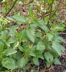 Urtica dioica