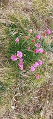 Armeria maritima halleri
