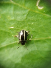 Desmogramma
