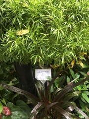 Melicope denhamii