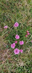 Armeria maritima halleri