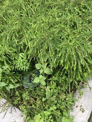 Phyllanthus myrtifolius