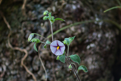 Lycianthes ciliolata