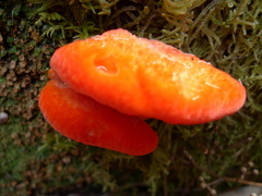 Aurantiporus pulcherrimus