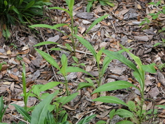 Symphyotrichum elliottii