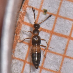 Meronera venustula
