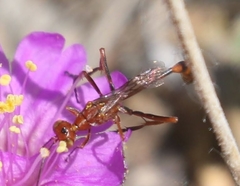 Ammophila wrightii
